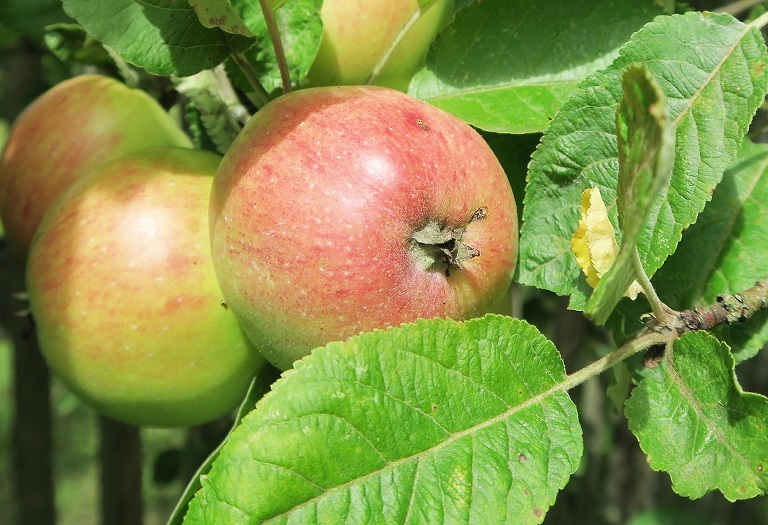 Äpfel am Baum