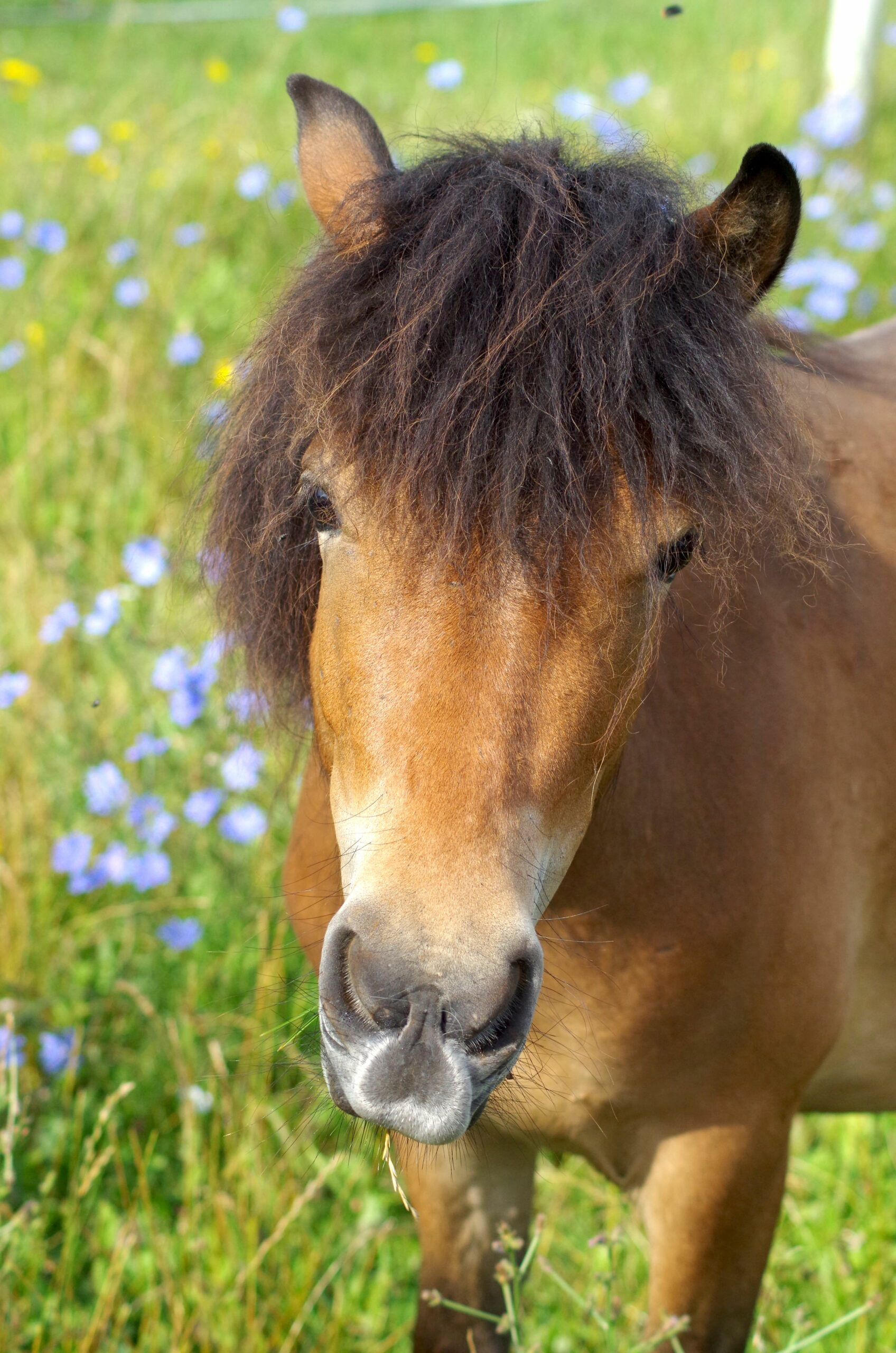 Ein junges Pferd schaut Dir in die Augen