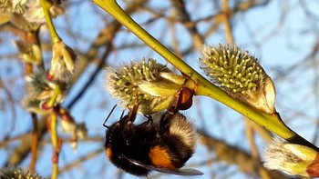 Eine Hummel hält sich an einem Weidenkätzchen fest und nimmt den Pollen auf