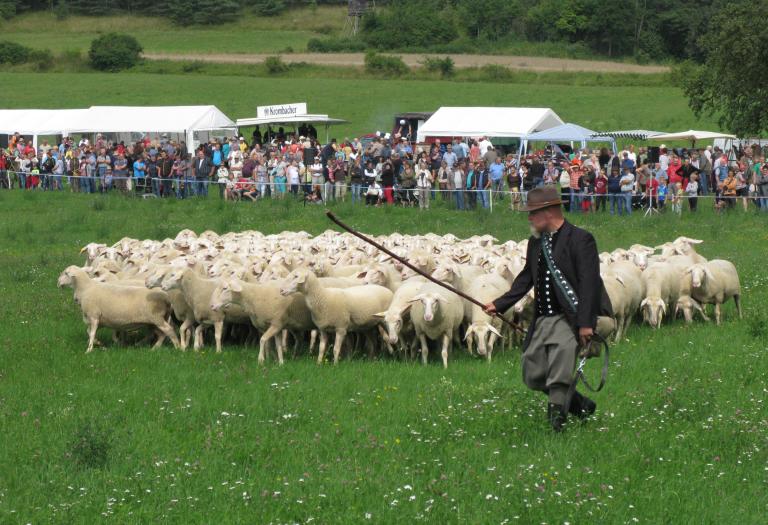 Vor Zuschauern lenkt ein Schäfer seine Schafgruppe.